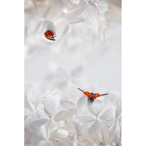 Ladybug Among Flowers Black Modern Wood Framed Art Print by Jacobs, Lydia