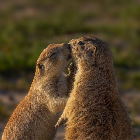 Please Close Your Eyes Too Black Ornate Wood Framed Art Print with Double Matting by P., Ruiqing