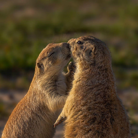 Please Close Your Eyes Too White Modern Wood Framed Art Print by P., Ruiqing