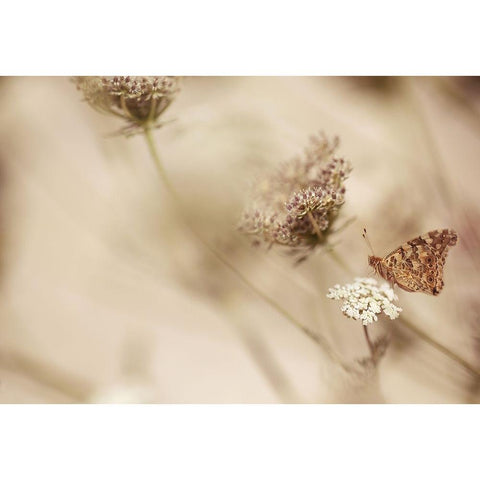 Butterfly White Modern Wood Framed Art Print by van Deelen, Ellen
