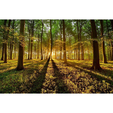 Forrest Light White Modern Wood Framed Art Print by Keller