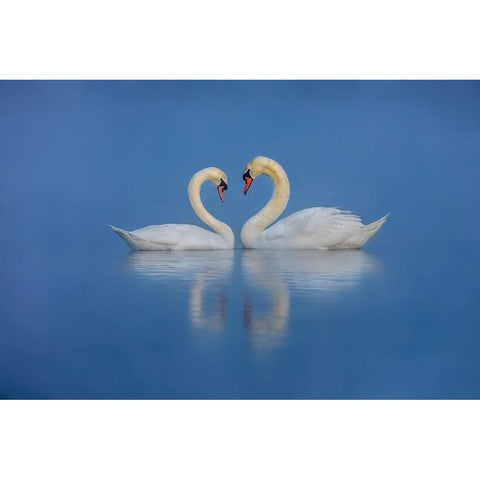 Swans Love Black Modern Wood Framed Art Print with Double Matting by Liu, Wei