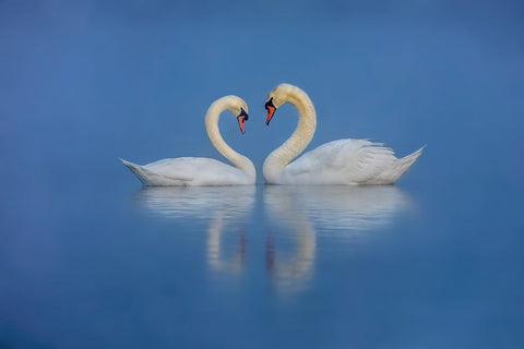 Swans Love White Modern Wood Framed Art Print with Double Matting by Liu, Wei