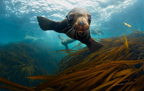 Young Lion Black Ornate Wood Framed Art Print with Double Matting by Narchuk, Andrey