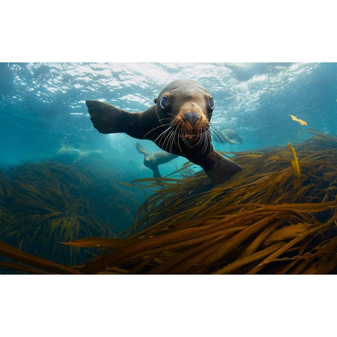 Young Lion Black Modern Wood Framed Art Print by Narchuk, Andrey