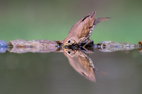 Drinking Black Ornate Wood Framed Art Print with Double Matting by Zuo, Jun