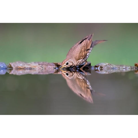 Drinking Black Modern Wood Framed Art Print with Double Matting by Zuo, Jun