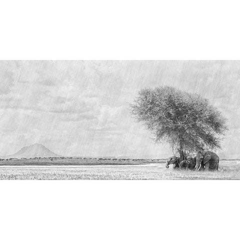 African Landscape Black Modern Wood Framed Art Print with Double Matting by Henley, Nadine