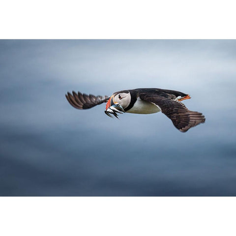 Puffin With Fishes In Its Beak Black Modern Wood Framed Art Print with Double Matting by Renmyr, Magnus