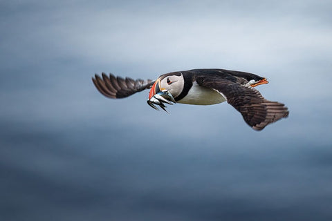 Puffin With Fishes In Its Beak White Modern Wood Framed Art Print with Double Matting by Renmyr, Magnus