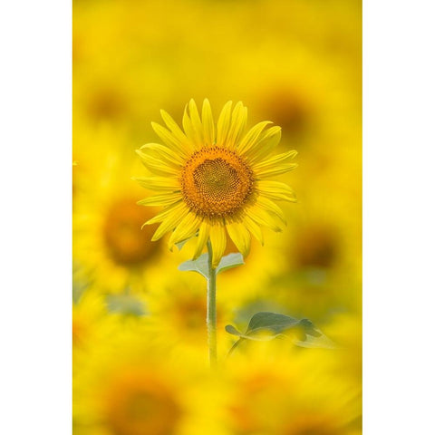 Yellow Sun Gold Ornate Wood Framed Art Print with Double Matting by Suzuki, Takashi