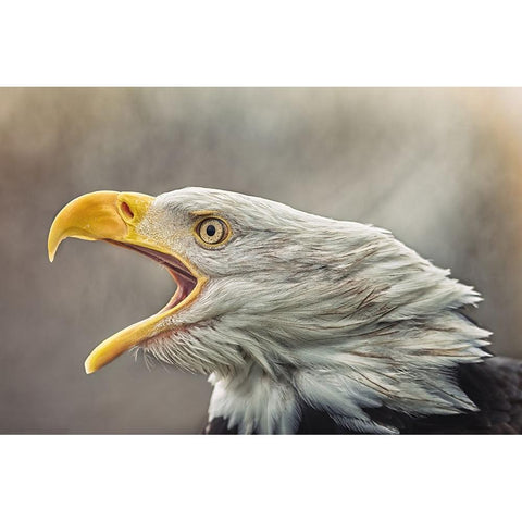 The Bald Eagle (Haliaeetus Leucocephalus) White Modern Wood Framed Art Print by Svestka, Jiri