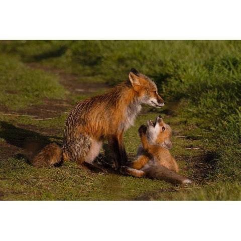 Mom Listen To Me Black Modern Wood Framed Art Print by Donnahom