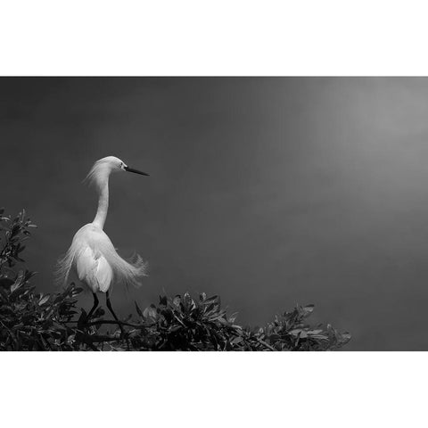 Head-Turner White Modern Wood Framed Art Print by Pan, Yi