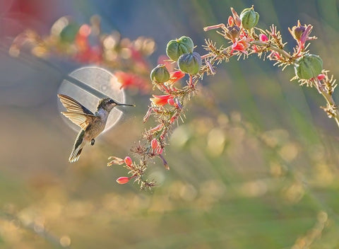 N/A Black Ornate Wood Framed Art Print with Double Matting by Li, Alex