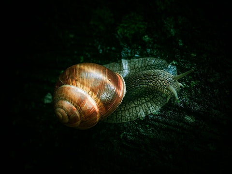 Buddy White Modern Wood Framed Art Print with Double Matting by Trosic, Dragan