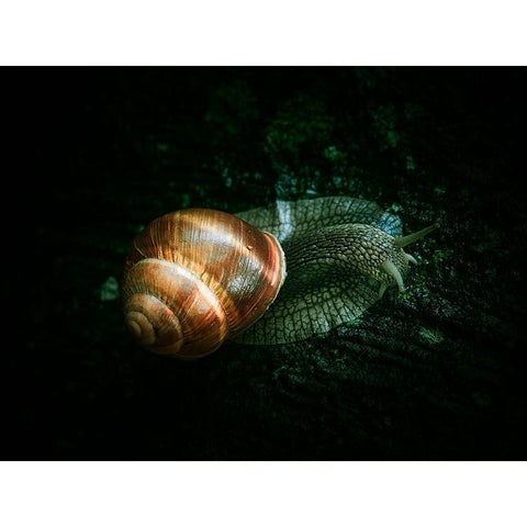 Buddy Black Modern Wood Framed Art Print with Double Matting by Trosic, Dragan