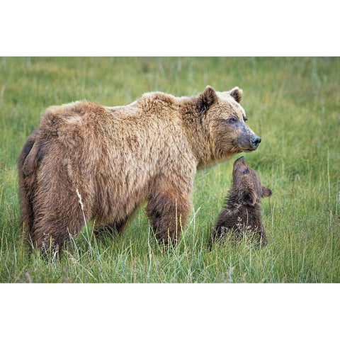 Bearable Adoration Black Modern Wood Framed Art Print by C. Sink, Jeffrey