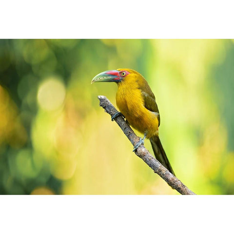Saffron Toucanet Black Modern Wood Framed Art Print by Zygmunt, Milan