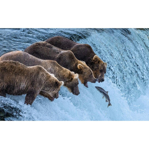 No Chance For Salmon Run Gold Ornate Wood Framed Art Print with Double Matting by Pingwei Pan, Joy