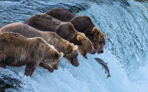 No Chance For Salmon Run White Modern Wood Framed Art Print with Double Matting by Pingwei Pan, Joy