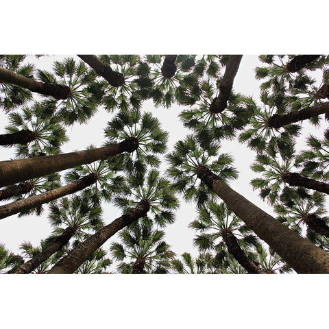 Trees Black Modern Wood Framed Art Print with Double Matting by Dogu Sayli, Umut