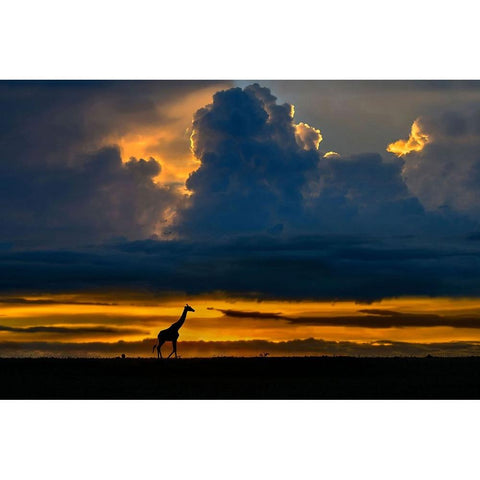 Giraffe At Sunset Black Modern Wood Framed Art Print with Double Matting by Ortega, Xavier