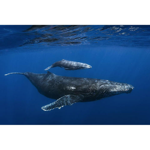 Humpback Whales Gold Ornate Wood Framed Art Print with Double Matting by Peneau, Cedric