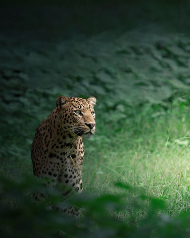 The Loner White Modern Wood Framed Art Print with Double Matting by Rawat, Chaitanya