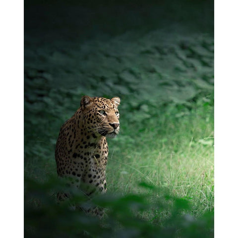 The Loner Gold Ornate Wood Framed Art Print with Double Matting by Rawat, Chaitanya