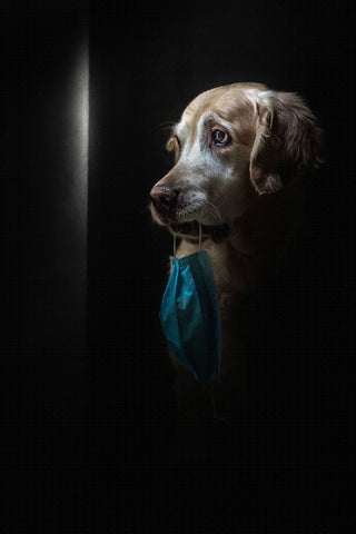 Stay Safe Black Ornate Wood Framed Art Print with Double Matting by Fidanza, Toni