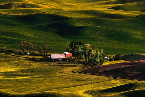 Palouse Wheat Fields White Modern Wood Framed Art Print with Double Matting by Dickau, Kristel