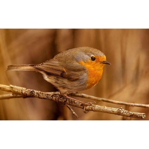 Red Throat Gold Ornate Wood Framed Art Print with Double Matting by Bjorkli, Trygve