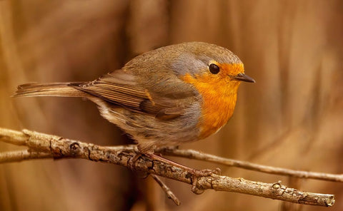 Red Throat White Modern Wood Framed Art Print with Double Matting by Bjorkli, Trygve