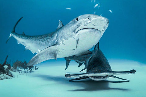 Queens Of Bahamas Black Ornate Wood Framed Art Print with Double Matting by Melesan, Serge