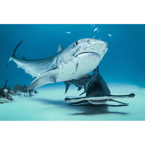 Queens Of Bahamas Black Modern Wood Framed Art Print by Melesan, Serge