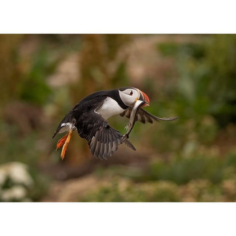 Return From Fishing Black Modern Wood Framed Art Print by Xu, Tony