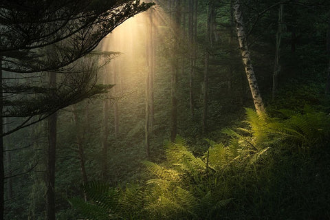 Spotlight. White Modern Wood Framed Art Print with Double Matting by Sugita, Masaki