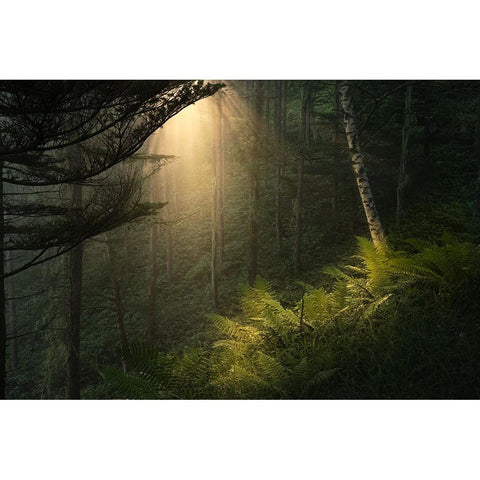 Spotlight. Black Modern Wood Framed Art Print by Sugita, Masaki