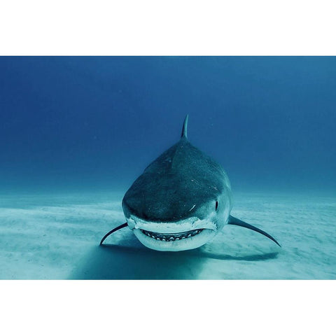 Face To Face White Modern Wood Framed Art Print by Melesan, Serge