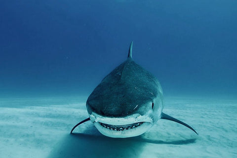 Face To Face White Modern Wood Framed Art Print with Double Matting by Melesan, Serge