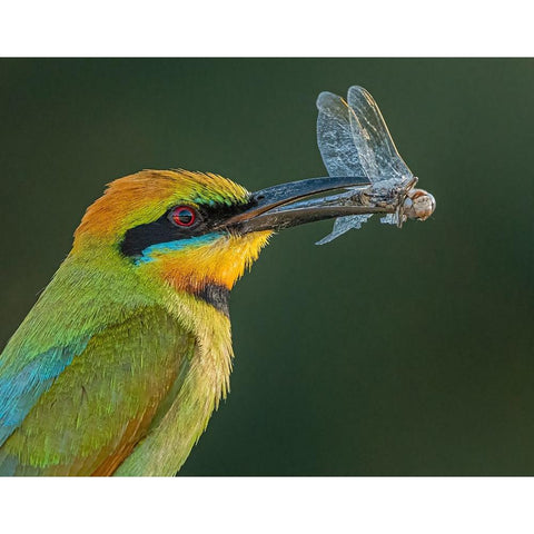 Rainbow Bee-Eater White Modern Wood Framed Art Print by Ahmadabdelhameed