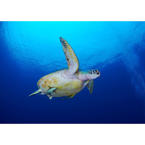 Sea Turtle Gold Ornate Wood Framed Art Print with Double Matting by Y Lin, Ryan