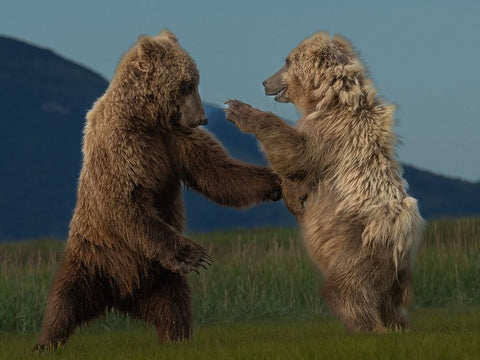 Wanna Dance? White Modern Wood Framed Art Print with Double Matting by Gill, Barbara