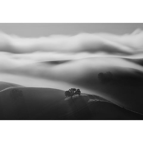 A Tree In Fog Black Modern Wood Framed Art Print with Double Matting by Mao, Dianne