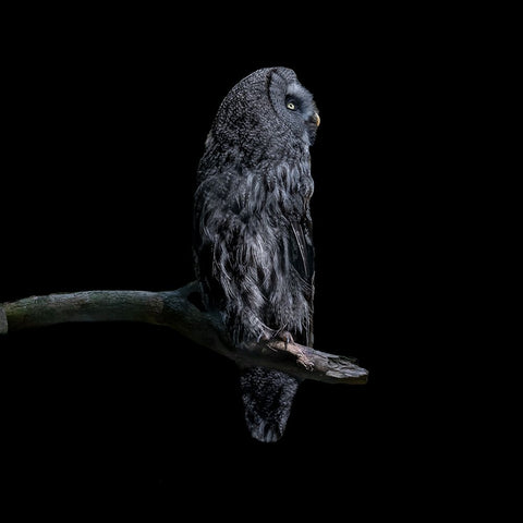 Owl Black Ornate Wood Framed Art Print with Double Matting by Tsikiridis, Georgios