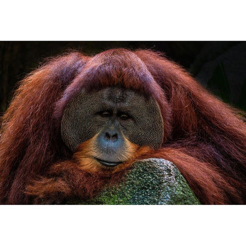 Deep Thoughts White Modern Wood Framed Art Print by Liang Wong, Twee