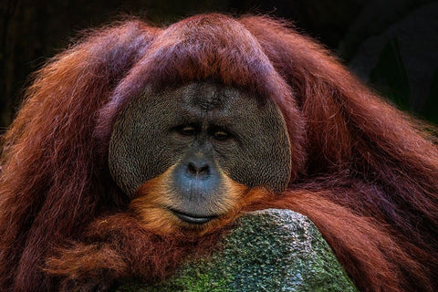 Deep Thoughts White Modern Wood Framed Art Print with Double Matting by Liang Wong, Twee