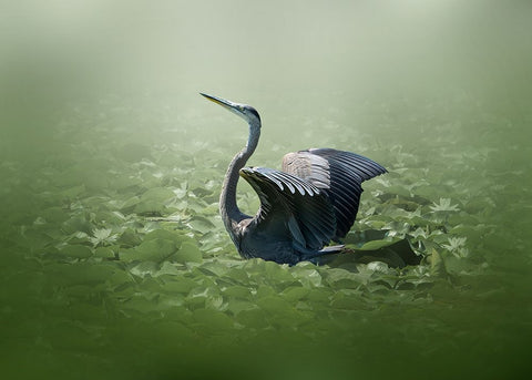 blue heron in a green dream Black Ornate Wood Framed Art Print with Double Matting by Chen, Jennifer