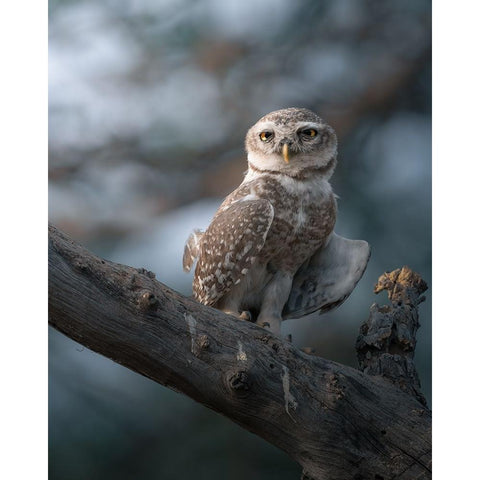 The Wise Of The Jungle White Modern Wood Framed Art Print by Rawat, Chaitanya